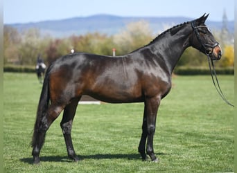 Cavallo sportivo irlandese, Giumenta, 7 Anni, 167 cm, Baio