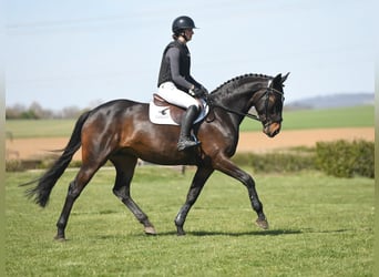 Cavallo sportivo irlandese, Giumenta, 7 Anni, 167 cm, Baio