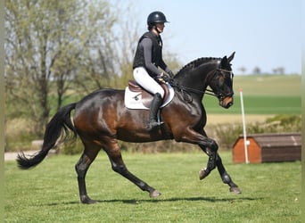 Cavallo sportivo irlandese, Giumenta, 7 Anni, 167 cm, Baio