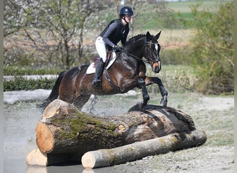 Cavallo sportivo irlandese, Giumenta, 7 Anni, 167 cm, Baio