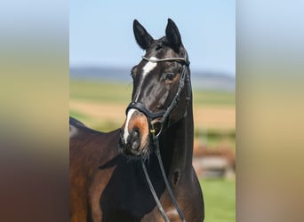 Cavallo sportivo irlandese, Giumenta, 7 Anni, 167 cm, Baio