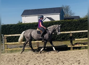 Cavallo sportivo irlandese, Giumenta, 7 Anni, 168 cm, Grigio pezzato