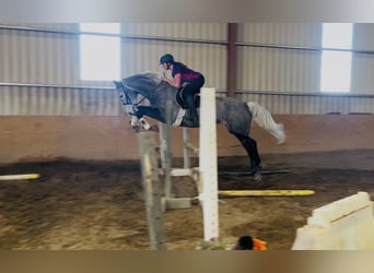 Cavallo sportivo irlandese, Giumenta, 7 Anni, 168 cm, Grigio pezzato