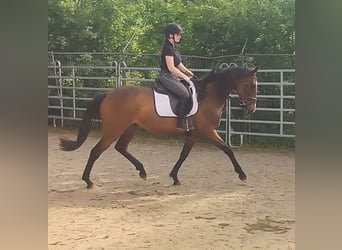 Cavallo sportivo irlandese, Giumenta, 7 Anni, 170 cm, Baio
