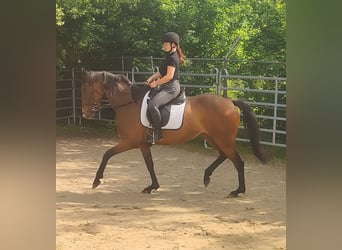 Cavallo sportivo irlandese, Giumenta, 7 Anni, 170 cm, Baio