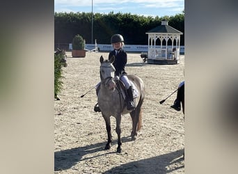 Cavallo sportivo irlandese, Giumenta, 8 Anni, 115 cm, Leardo