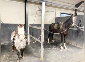Cavallo sportivo irlandese, Giumenta, 8 Anni, 115 cm, Leardo