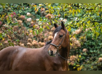 Cavallo sportivo irlandese, Giumenta, 8 Anni, 158 cm, Baio