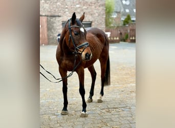 Cavallo sportivo irlandese, Giumenta, 8 Anni, 158 cm, Baio scuro