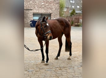 Cavallo sportivo irlandese, Giumenta, 8 Anni, 158 cm, Baio scuro
