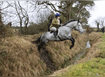 Cavallo sportivo irlandese, Giumenta, 8 Anni, 158 cm, Grigio