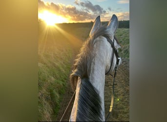 Cavallo sportivo irlandese, Giumenta, 8 Anni, 158 cm, Grigio