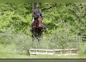 Cavallo sportivo irlandese, Giumenta, 8 Anni, 163 cm, Baio scuro