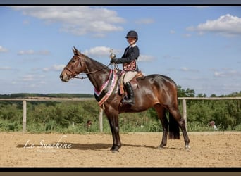 Cavallo sportivo irlandese, Giumenta, 8 Anni, 163 cm, Baio scuro