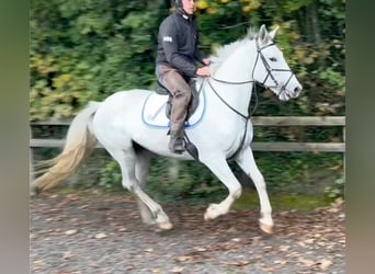 Cavallo sportivo irlandese, Giumenta, 8 Anni, 163 cm, Grigio