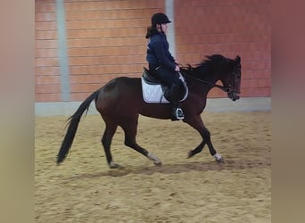Cavallo sportivo irlandese, Giumenta, 8 Anni, 164 cm, Baio