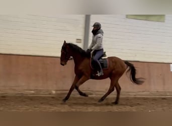 Cavallo sportivo irlandese, Giumenta, 8 Anni, 170 cm, Baio