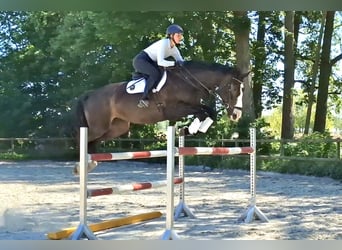 Cavallo sportivo irlandese, Giumenta, 8 Anni, 174 cm, Baio nero