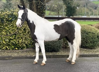 Cavallo sportivo irlandese Mix, Giumenta, 9 Anni, 138 cm, Pezzato