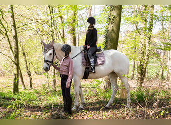 Cavallo sportivo irlandese, Giumenta, 9 Anni, 147 cm, Grigio