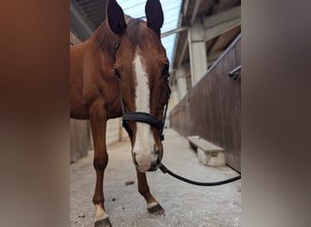 Cavallo sportivo irlandese, Giumenta, 9 Anni, 155 cm, Sauro