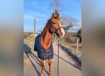 Cavallo sportivo irlandese, Giumenta, 9 Anni, 155 cm, Sauro