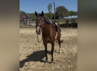 Cavallo sportivo irlandese, Giumenta, 9 Anni, 160 cm, Baio