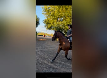Cavallo sportivo irlandese, Giumenta, 9 Anni, 160 cm, Baio ciliegia