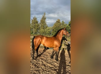 Cavallo sportivo irlandese, Giumenta, 9 Anni, 160 cm, Baio ciliegia