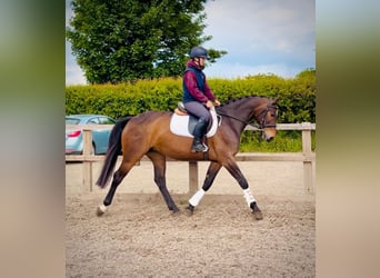 Cavallo sportivo irlandese, Giumenta, 9 Anni, 161 cm, Baio ciliegia