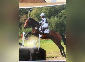 Cavallo sportivo irlandese, Giumenta, 9 Anni, 163 cm, Baio ciliegia