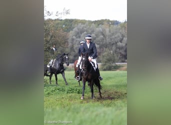 Cavallo sportivo irlandese, Giumenta, 9 Anni, 163 cm, Baio scuro