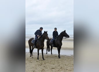 Cavallo sportivo irlandese, Giumenta, 9 Anni, 163 cm, Baio scuro