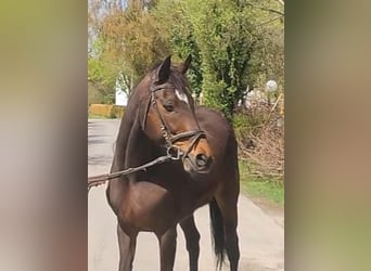 Cavallo sportivo irlandese, Giumenta, 9 Anni, 164 cm, Baio