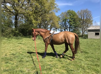 Cavallo sportivo irlandese, Giumenta, 9 Anni, 164 cm, Sauro scuro