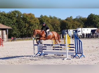 Cavallo sportivo irlandese, Giumenta, 9 Anni, 164 cm, Sauro scuro