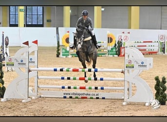 Cavallo sportivo irlandese, Giumenta, 9 Anni, 167 cm, Grigio pezzato