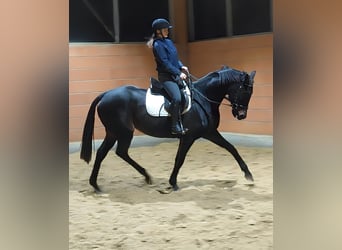 Cavallo sportivo irlandese, Giumenta, 9 Anni, 168 cm, Baio nero