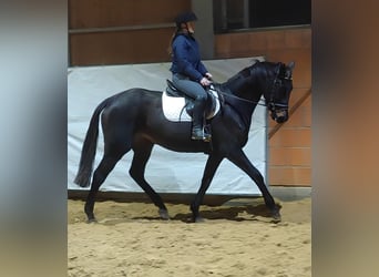 Cavallo sportivo irlandese, Giumenta, 9 Anni, 168 cm, Baio nero