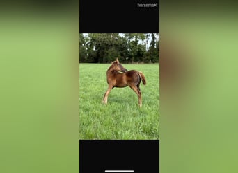 Cavallo sportivo irlandese, Giumenta, Puledri (06/2025), 165 cm, Sauro scuro