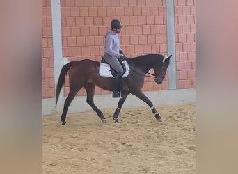 Cavallo sportivo irlandese, Stallone, 11 Anni, 162 cm, Baio