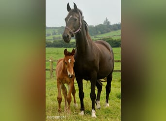 Cavallo sportivo irlandese, Stallone, 1 Anno, 165 cm, Baio ciliegia