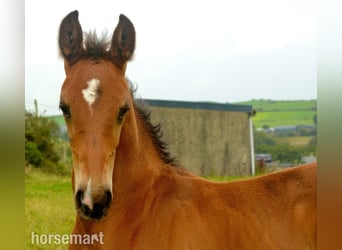 Cavallo sportivo irlandese, Stallone, 1 Anno, 165 cm, Baio ciliegia