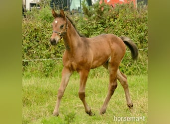 Cavallo sportivo irlandese, Stallone, Puledri (06/2025), 165 cm, Baio ciliegia