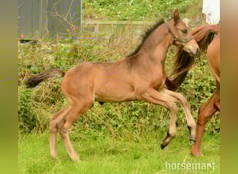 Cavallo sportivo irlandese, Stallone, Puledri (06/2025), 165 cm, Baio ciliegia
