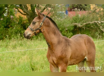 Cavallo sportivo irlandese, Stallone, Puledri (06/2025), 165 cm, Baio ciliegia