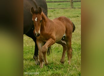 Cavallo sportivo irlandese, Stallone, Puledri (06/2025), 165 cm, Baio ciliegia