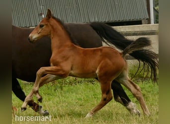Cavallo sportivo irlandese, Stallone, Puledri (06/2025), 165 cm, Baio ciliegia