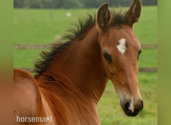 Cavallo sportivo irlandese, Stallone, Puledri (06/2025), 165 cm, Baio ciliegia