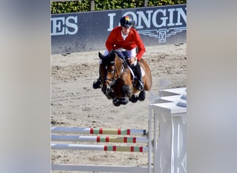 Cavallo sportivo irlandese, Stallone, Puledri (05/2025), 168 cm, Sauro scuro